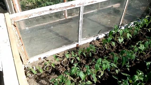 Выносим рассаду томатов на улицу смотреть онлайн