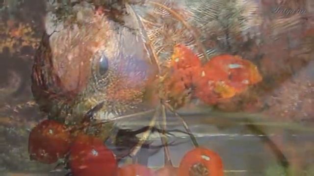 ОСЕНЬ...  Frolic E's Jammy Jams  Веселый E's Jammy Jams