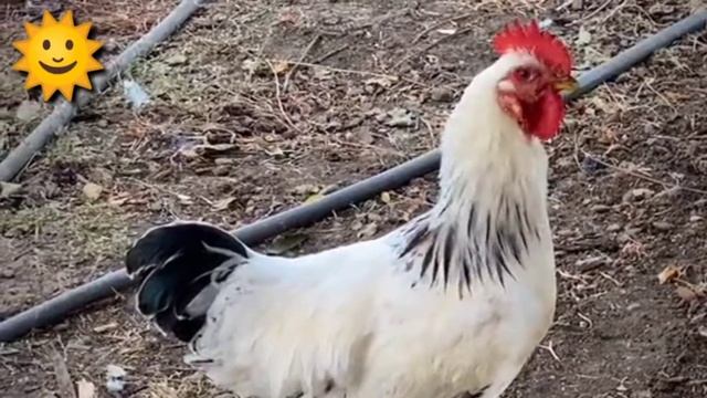 FUNNY CHICKEN DANCE 4 │ Chicken Song & Videos 2021 | Chicken Dance смотреть онлайн