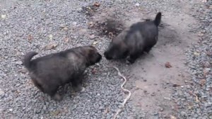 Кавказская овчарка щенки