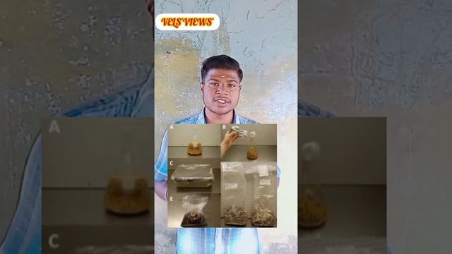 ⭐தங்கத்தை தேடி படரும் பூஞ்சை,Fusarium Oxysporum⭐,#new,#gold,# new technology. смотреть онлайн