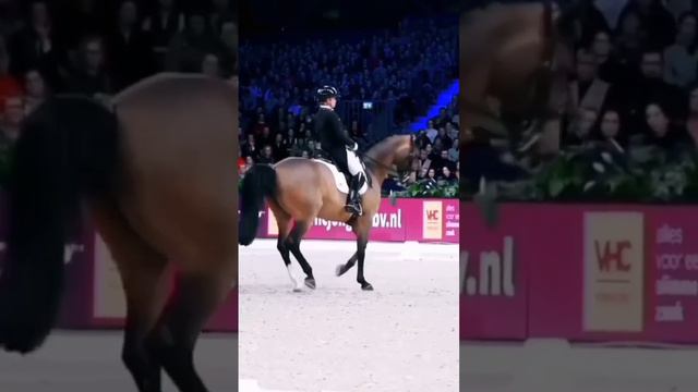 Под бит🤭🐎 #конныйспорт #рекомендации #horse #horselover #выездка #эдит смотреть онлайн