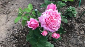 Идеальный сорт плетистой розы.Рекомендую!!!