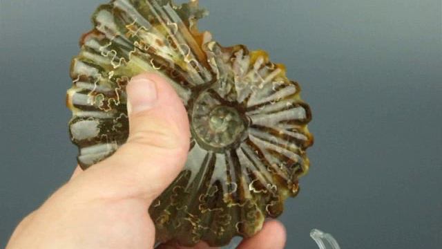 Резной аммонит Клеоницерас // 554 смотреть онлайн