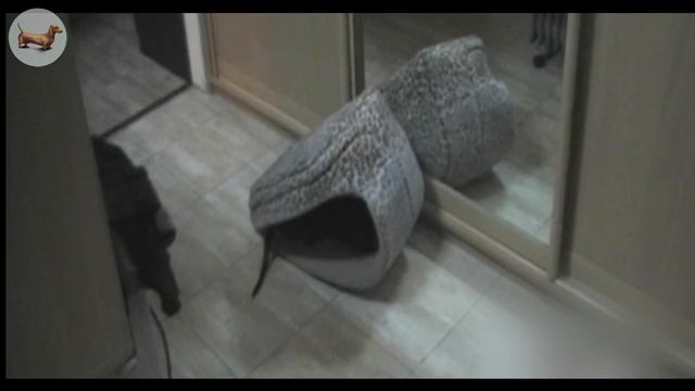 ? ? ? ^ ЧТО ЛУЧШЕ ОДНОЙ ТАКСЫ? ТОЛЬКО ТРИ ТАКСЫ! Наша прикольная ТАКСА :))