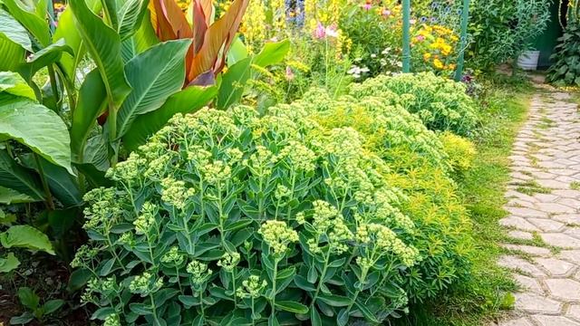 МОЙ   МИНИСАД     //   ОБЗОР-БОЛТАЛКА