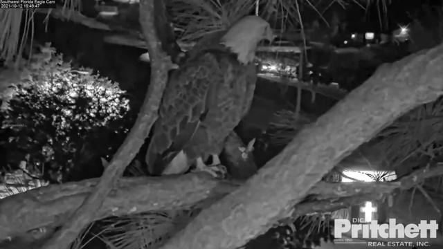 SWFL Eagles - October 12 ~ Mating On The Veranda❤️ Mom Lies Down In Nest смотреть онлайн