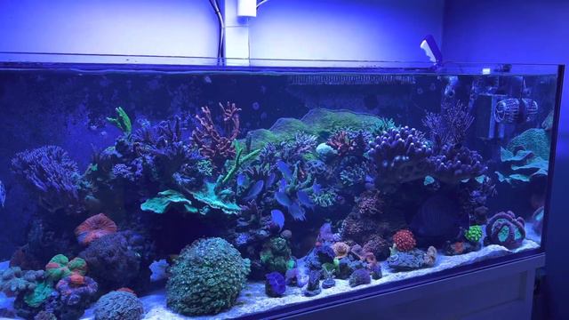 DD 1500 reef pro 2yr tank review смотреть онлайн