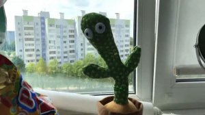 Танцующий кактус