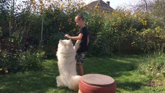 Хитрый самоед смотреть онлайн