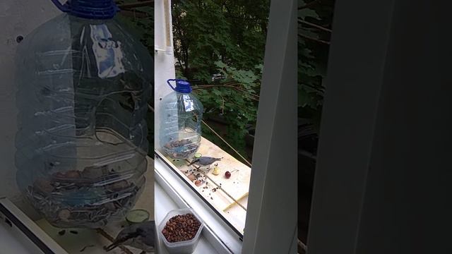 Пока нет белок, можно и кедровый орешек стащить! смотреть онлайн