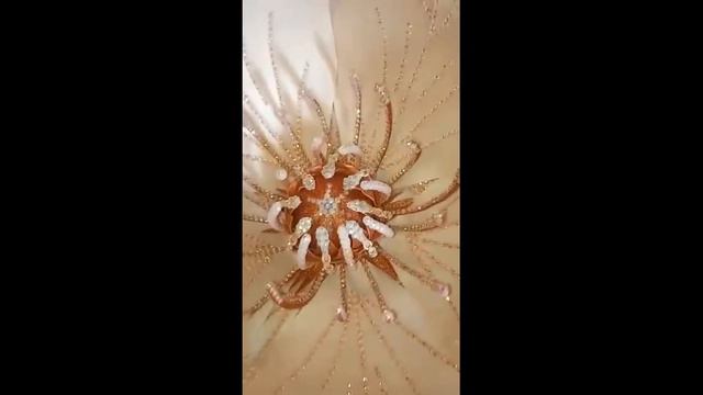 Цветок из изолона со стразами смотреть онлайн