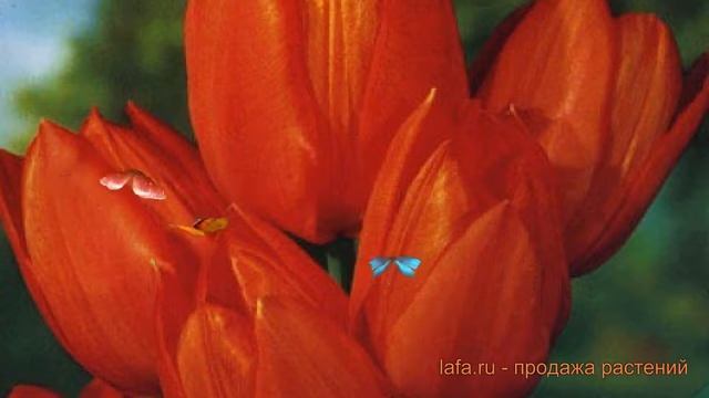 Тюльпан многоцветный Ориндж Букет (tyulpan) ? обзор: как сажать, луковицы тюльпаны Ориндж Букет смотреть онлайн