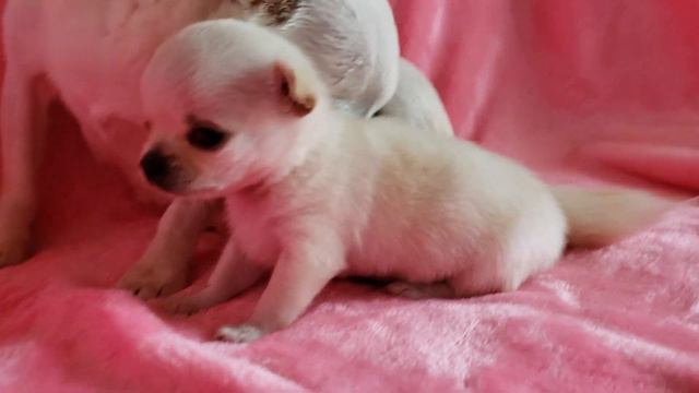 Sweet Chihuahua puppy - I love you смотреть онлайн
