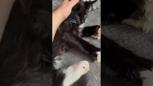 Самая ласковая порода кошек #мейнкун #мейнкункотята #мейнкунполидакт #kitten #мимишность смотреть онлайн