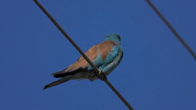 Обыкновенная Сизоворонка (Ракша, European roller, Coracias garrulus) смотреть онлайн
