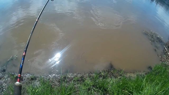 Ловля подлещика, густеры, чехони и щучки на донку. #РыбалкаСДенчиком смотреть онлайн