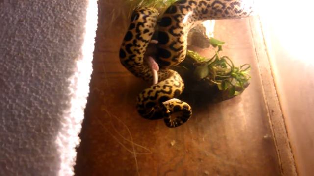 #anaconda #reptile #Snakes #Snake #anacondaeunectesmurinus #anaconda_eunectes_murinus #Boinae смотреть онлайн