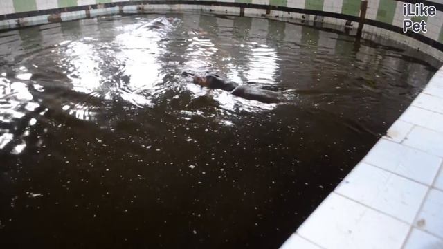 Бегемот Образ жизни на ilikepet смотреть онлайн