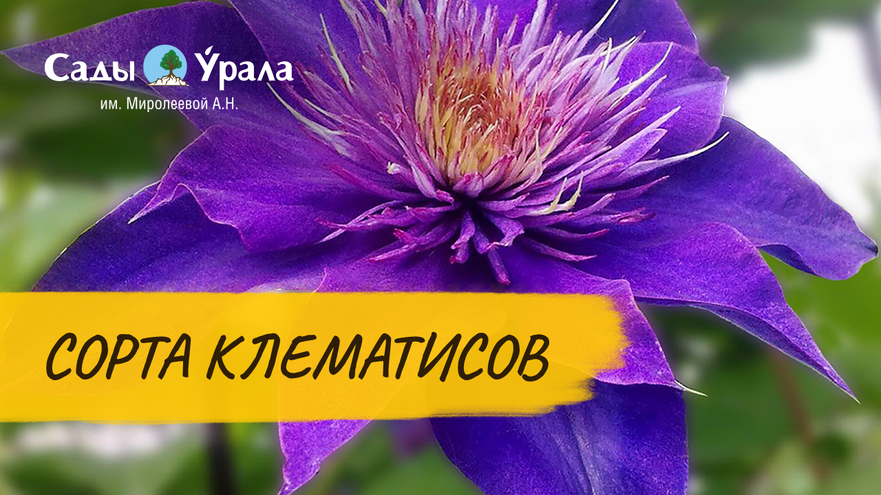 Клематисы. Обзор сортов. Посадка и уход смотреть онлайн