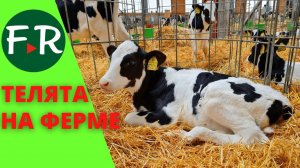 Разведение молочного КРС. Родильное отделение. Отёл. Содержание и кормление телят. ООО СП Донское