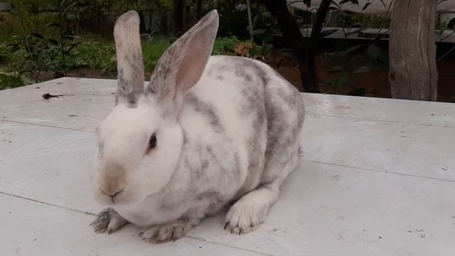 Самочка Рекс Рён смотреть онлайн