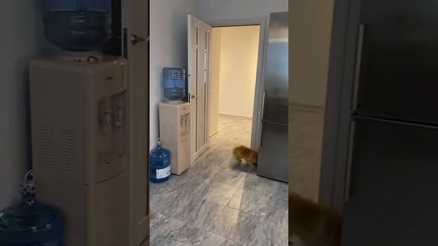 ЖК «Кварта» 3х комнатная квартира за 10.5 миллионов смотреть онлайн