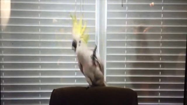 Cuckatoo dancing to Backstreet Boys смотреть онлайн