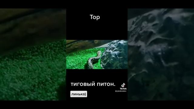тигровый питон .линька. смотреть онлайн