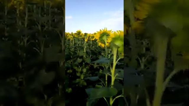 Подсолнух Марица. Стоит ли боятся. Вся правда о молдавском сорте. смотреть онлайн