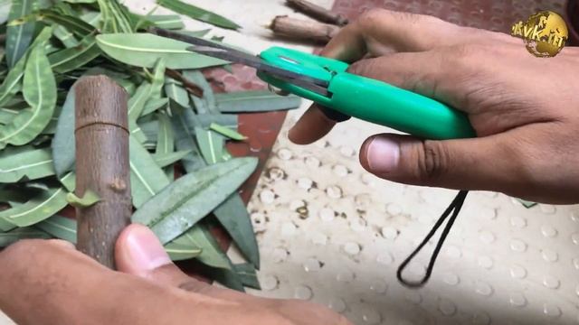 How to Grow Oleander from Cuttings | Growing Kaner Nerium Oleander Cuttings and Care in English смотреть онлайн