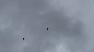 ГОЛУБИ       ДИМИТРОВ     В    ДОЖДИК