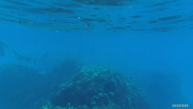 Sentido Reef Oasis Senses Resort 5* 🌴🐟 🐡 Sharm El Sheikh смотреть онлайн