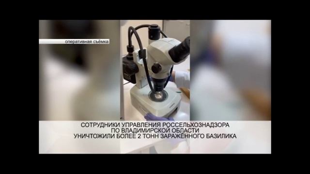 Сотрудники россельхознадзора уничтожили более 2 тонн зараженного базилика смотреть онлайн
