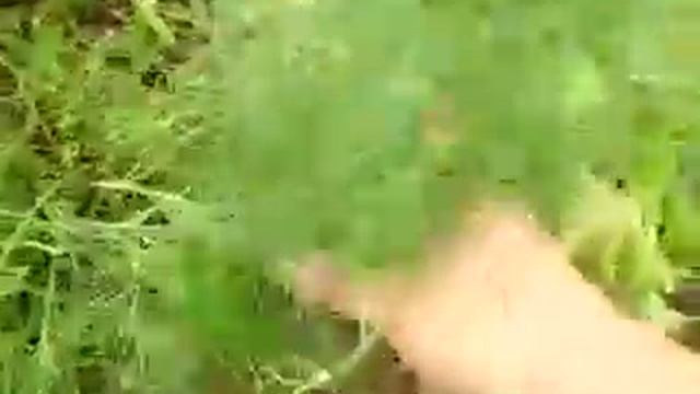 Теплица без полива месяц. смотреть онлайн