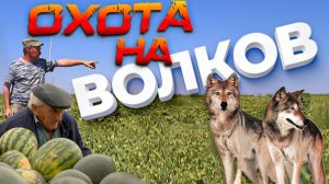 ОХОТА НА ВОЛКОВ. волки нападают.