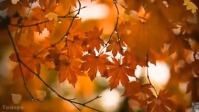 Закружилась листва золотая Сергей Есенин, муз. и исп. С. Фрумович смотреть онлайн