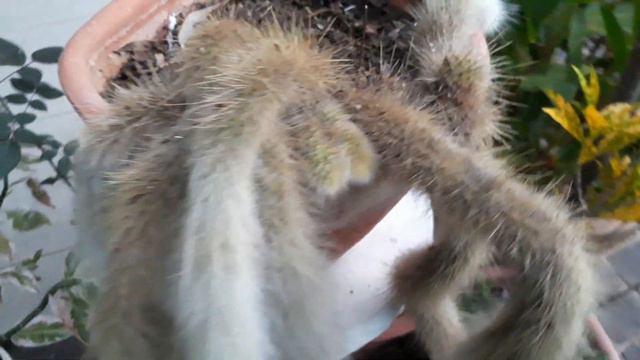 Cacto Rabo-De-Macaco. (Hildewintera Colademononis) смотреть онлайн