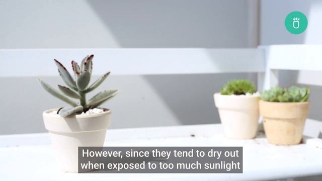 How To Care For Panda Plant | Chocolate Soldier | Kalanchoe Tomentosa
