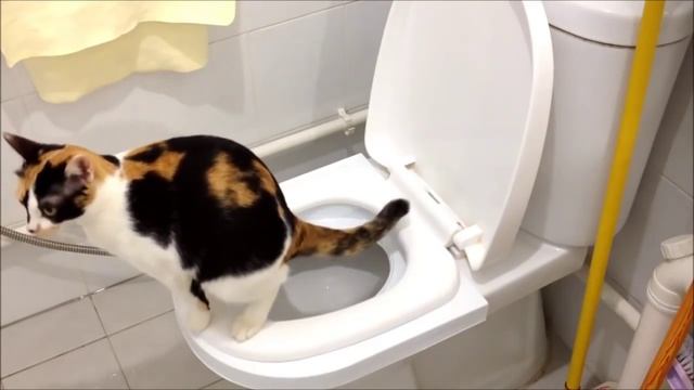 Коты тоже ходят на унитаз смотреть онлайн