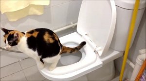 Коты тоже ходят на унитаз