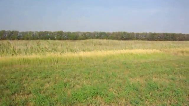 Дратхаар Гера перепел смотреть онлайн