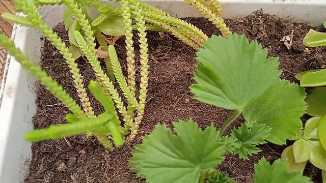 Spring transplants of indoor plants aptenia, royal pelargonium, succulents смотреть онлайн