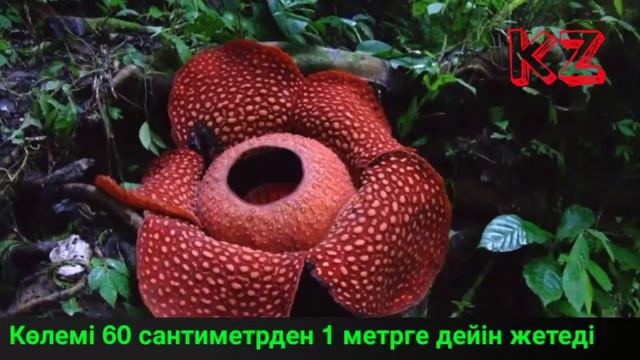 Ең үлкен гүл |Раффлезия/79-бөлім смотреть онлайн