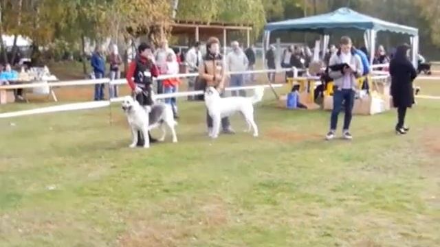 Выставка собак 