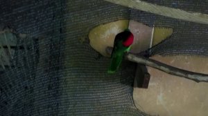 КРАСНОКРЫЛЫЙ ПОПУГАЙ (Багрянокрылый)