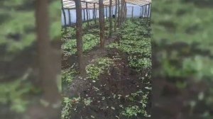 Редис в теплице,сколько можно заработать с первого урожая.