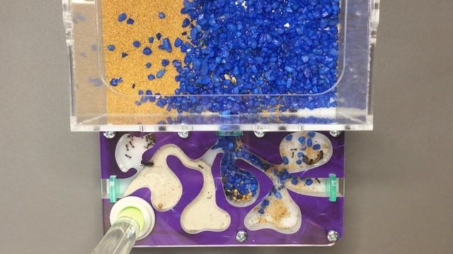 ТОП ФАКТОВ о муравьях, которые ты не знал смотреть онлайн