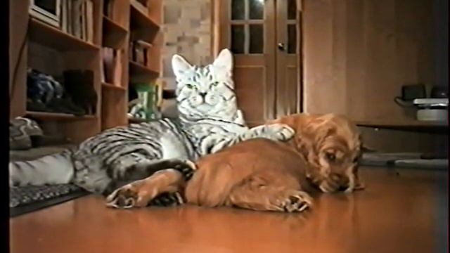 Котенок и Щенок смотреть онлайн