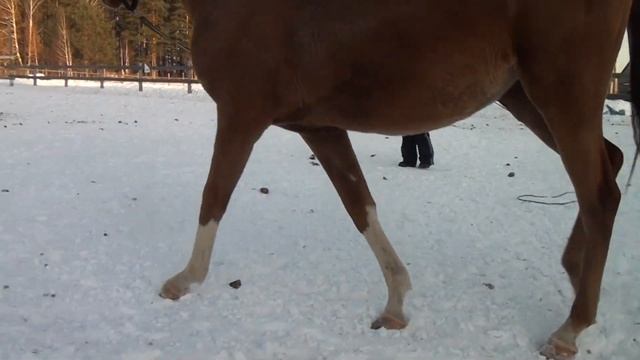 тэфи на корде 2. апрель. смотреть онлайн